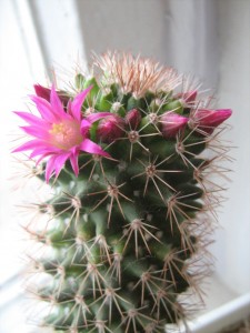 Методика сухого голодания, цветки кактуса, Methods of dry fasting Как цветет кактус, полное голодание, абсолютное голодание.