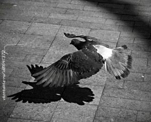 Русские хокку, Традиции написания Русских хайку, Полет на крыльях свободы, Russian haiku Русские хайку, Russian haiku, Flight from Freedom