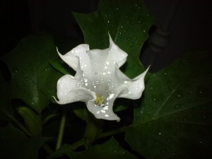 Русские хайку, Цветок дурмана под дождем, tradition of Russian haiku Русские хокку традиции написания, цветок дурмана и капли росы,