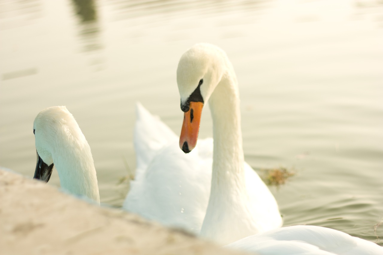 как написать хайку, советы по написанию хокку, пишем хокку.
