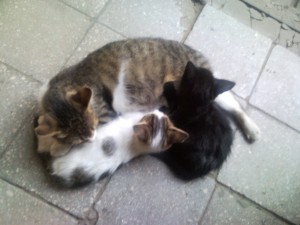 Улучшение сна, спящие коты, improvement-of-sleep Советы по улучшению сна, кошка с котятами, Tips for better sleep