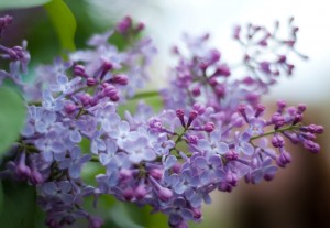 Хокку примеры, Разнообразие сирени как разнообразие стихов, examples of haiku Сирень крупным планом, красивая сирень макросъемка.