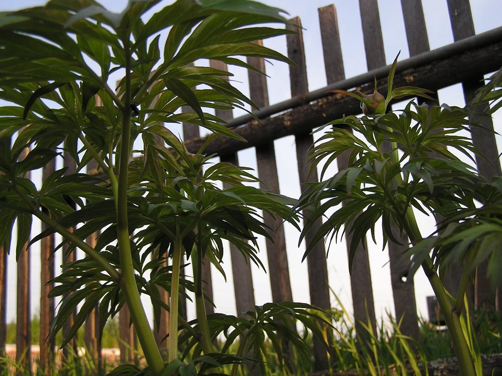 Фотография хокку, Научитесь использовать воображение.