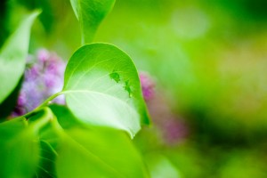 Как написать синквейн, листья сирени в макросъемке, how to write cinquain примеры написания синквейнов, макросъемка листьев сирени.