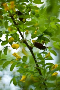 Составление синквейна, жучьки на ветке, чудеса природы, preparation cinquain Как составить синквейн, Классический синквейн, дидактический синквейн.