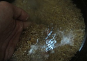 Замачиваем пшеницу, как замачивать пшеницу, soaked wheat На сколько замачивать шлифованную пшеницу.