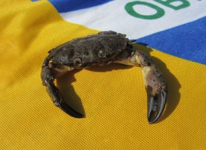 итоги Июня 2012 года, Краб из черного моря, results of june 2012 Краб на бразильском флаге, отдыхаем на черном море.