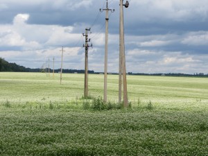 Великая Украина, Бескрайние поля и просторы Украины, Great Ukraine Поля под киевом, Большое цветочное поле и столбы.