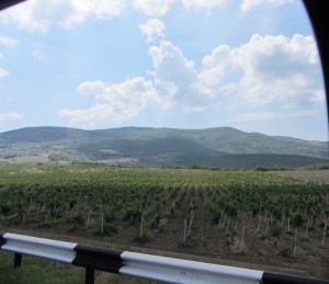 Крымские виноградники, Крымский виноград, Crimean vineyards Из крымского винограда делают самое лучшее вино в мире.
