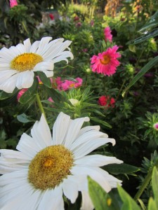 Украина летом, Чудесные полевые цветы на Украине, Ukraine in the summer Замечательный Украинские ромашки, Полевые ромашки в Украине