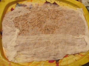 Пшеница накрытая марлей, wheat covered with gauze Марля для проращивания пшеницы дома, как проращивать семечки.