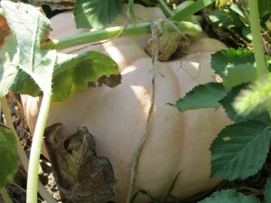 Чем полезна тыква, тыква для похудения, тыква в огороде, How useful pumpkin Такую тыкву мы выращеваем на своем огороде в частном доме, история тыквы,