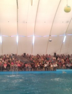 Одесский дельфинарий, Одесские дельфины, Odessa Dolphinarium Шоу дельфинов в Одессе,