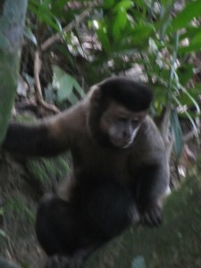 План приключений по Бразилии, The plan adventures for Brazil. Бразилия обезьяны осенью в городском парке.