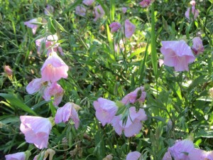 Счастье жизни, Постоянное счастье в жизни человека, happiness of life Магия счастья, Не теряйте счастье в жизни.