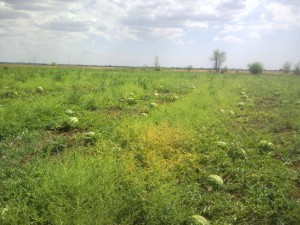 Арбузы на поле Крым.