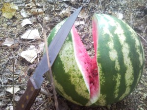 Арбуз прямо с поля, Watermelon straight from the field Свежий полевой арбуз с Бахчи.