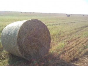 Путешествие по Крыму и необычные виды Крыма.