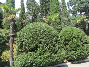 фото Форос парк, Ботанический парк Форос, photo Foros park. Фото форосского парка на ЮБК.