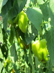 Перец болгарский польза и вред, Bulgarian pepper benefit and harm. Болгарский перец для похудения, Польза зеленого сладкого перца, Чем полезен болгарский перец желтого цвета, Польза болгарского перца красного цвета, Использование сладкого перца в народной медицине, Сок сладкого перца польза и применение, Вред сладкого болгарского перца, Противопоказания к употреблению болгарского перца, Употребление болгарского перца.