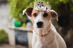 Лучшие собаки для дома и квартиры