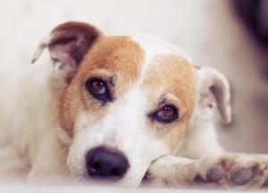 Домашние собаки и дети, Идеальная собака для квартиры, Правила обращения с собакой.