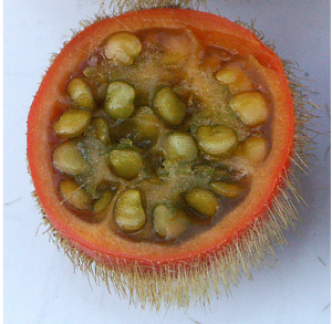 Lolo or Naranjilla 2
