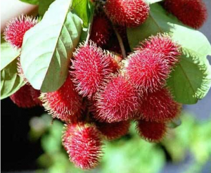 Rambutan