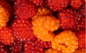 Salmonberry