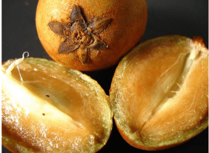 Sapodilla