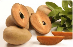 Sapodilla