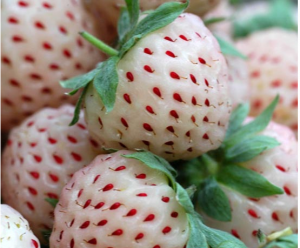 Strawberry pinkberry