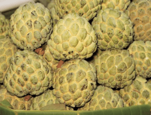 Sweetsop