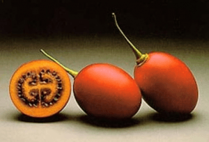 Tamarillo