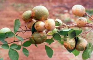 bale or Golden Apple