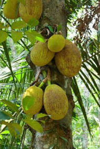 breadfruit tree
