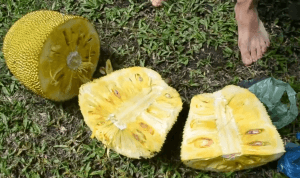 разрезаный на 4 части Джекфрут, jackfruit Джекфрут тропический фрукт