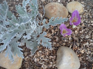 ценерария и безвременник под стружкой из-под веткоизмельчителя