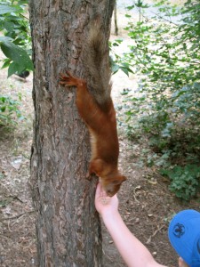 Ложь во благо, Морально ли использовать хитрость во благо, О хитрости и лжи в Коране, Использование хитрости и обмана в религии, lozh-vo-blago. Умные люди поступают мудро, Пример хитрости и лжи во благо, Идеальный обман,