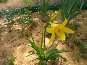 мульча из опилок