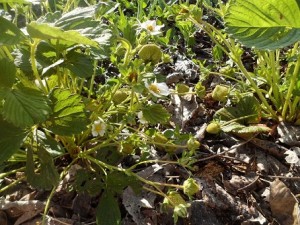 мульча из опилок и листового опада