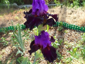 мульча из веткоизмельчителя