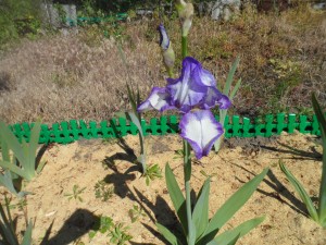 опилочная мульча