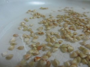 Как правильно прорастить гречку дома?