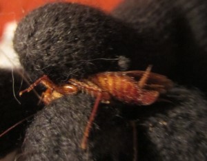 Как избавиться от тараканов, Как не допустить появления тараканов в квартире, Виды средств от тараканов, kak-izbavitsya-ot-tarakanov Какие средства помогут избавиться от тараканов,