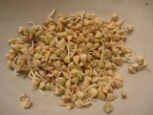 Пророщенная гречка польза и вред, Какая гречка самая полезная, В чем же польза проросшей гречки, Полезные свойства пророщенной гречки,proroshhennaya-grechka-polza-i-vred Проросшая гречка при физических нагрузках, Вред пророщенной гречки, Лучший продукт против старения и лишнего веса,