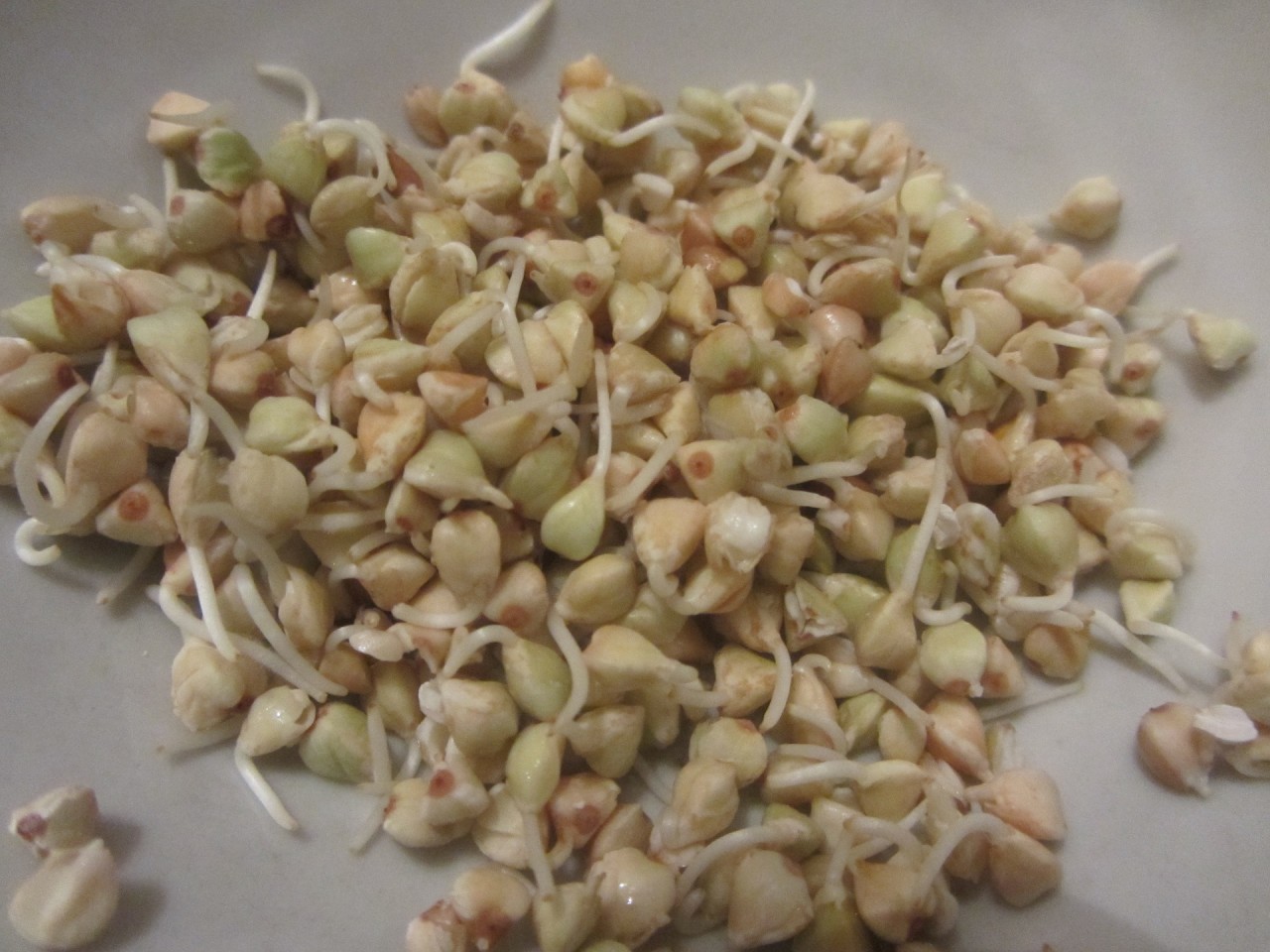 Как правильно проращивать гречку, Зачем проращивают гречку, Как правильно выбрать гречку для проращивания, Как правильно прорастить гречку дома, proroshhennaya-grechka-polza-i-vred Качества или полезные свойства пророщенной гречки, Как употреблять и с чем сочетать пророщенную гречку,