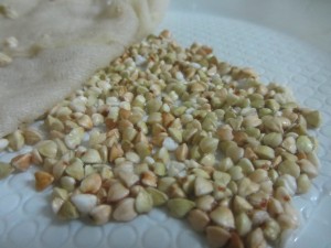 успешное проращивание гречки в домашних условиях, uspeshnoye prorashchivaniye grechki v domashnikh usloviyakh успешное проращивание гречки в домашних условиях