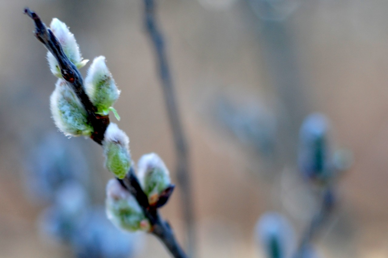 праздник Вербное воскресенье Приметы традиции и обряды, История праздника вербное воскресенье, Самая строгая неделя великого поста - вербная, verbnoe-voskresene-primety-tradicii обряды народов мира в Вербную неделю, Народные обычаи и традиции на вербное воскресенье, Суеверия на вербное воскресенье,