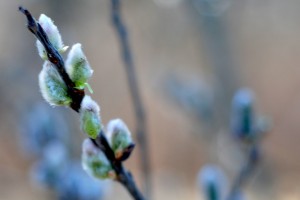 обряды народов мира в Вербную неделю, Народные обычаи и традиции на вербное воскресенье, Суеверия на вербное воскресенье,